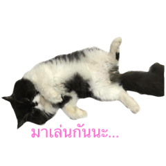 [LINEスタンプ] Suradach Black Cat V.1