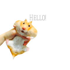 [LINEスタンプ] hello I am fifi