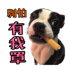 [LINEスタンプ] Boston Terrier A-Fu vol.2