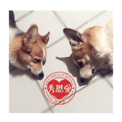 [LINEスタンプ] Corgi sweeties