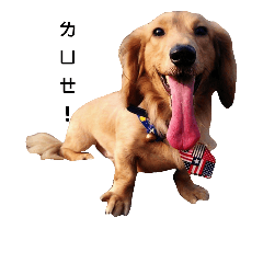 [LINEスタンプ] rurudog