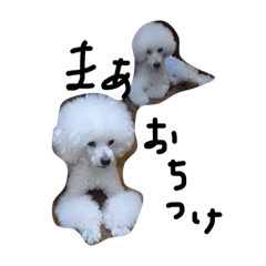 [LINEスタンプ] poodlebaby