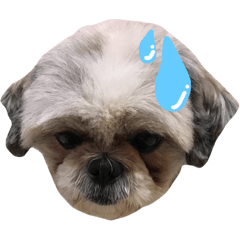 [LINEスタンプ] Lily The Fluff Shih Tzu