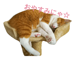 [LINEスタンプ] 茶トラ猫そらの写真