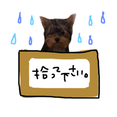 [LINEスタンプ] まめちゃん日記