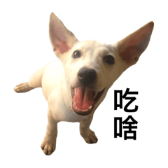 [LINEスタンプ] Dogdogco