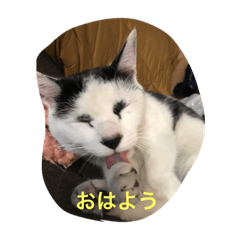 [LINEスタンプ] 島ちゃん家のニャンコ