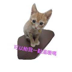 [LINEスタンプ] Squid Rice Vermicelli are two cat