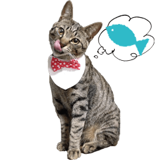 [LINEスタンプ] たかの家のかわいい猫たち