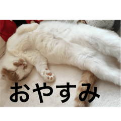 [LINEスタンプ] cat is kotachan