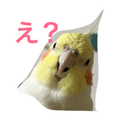 [LINEスタンプ] オカメインコのどんちゃん