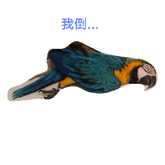 [LINEスタンプ] SOE  Parrot Paradise