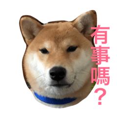 [LINEスタンプ] Shiba -Mina  usual part2