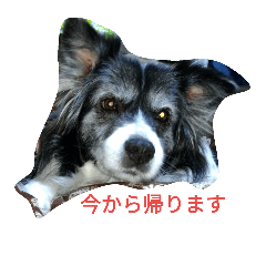 [LINEスタンプ] おばあ犬