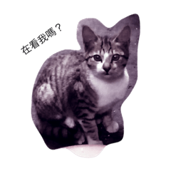 [LINEスタンプ] cat chi