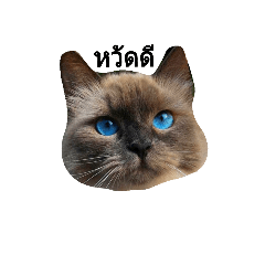 [LINEスタンプ] cat 1 face